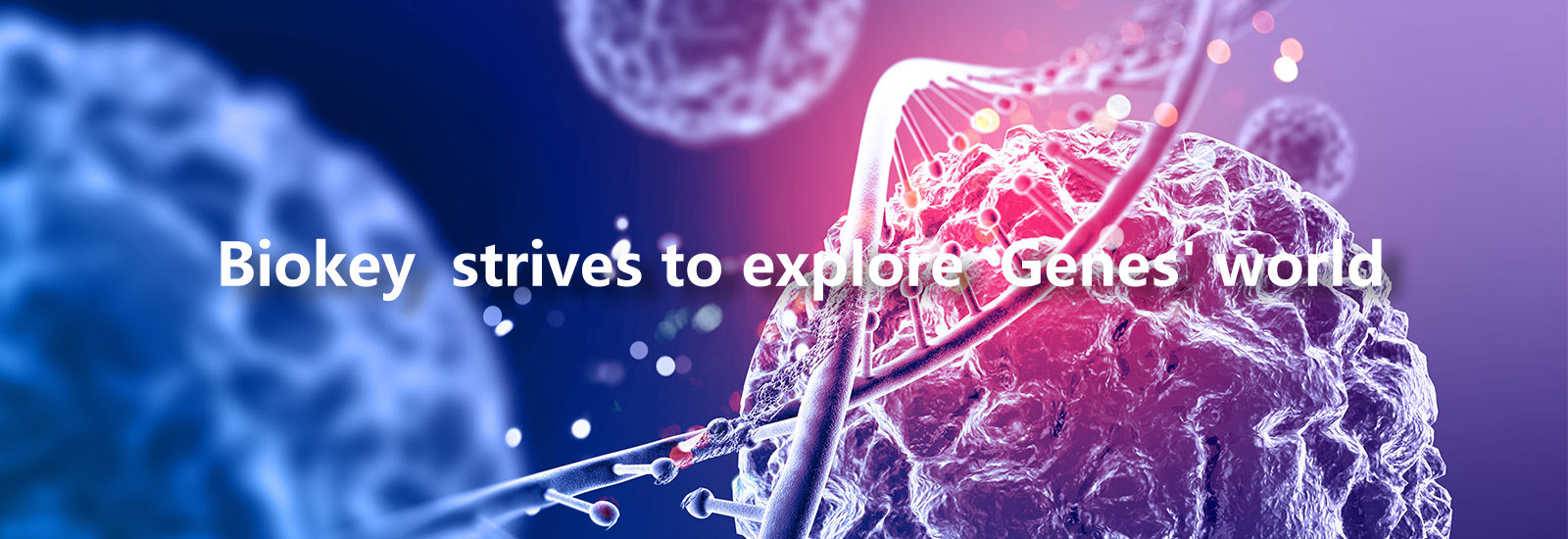 calidad Máquina del qPCR del RT fábrica